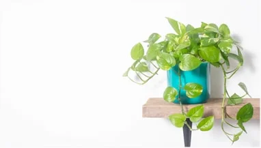 plant2 banner2