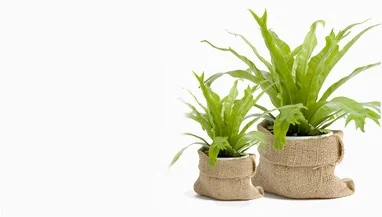 plant2 banner3